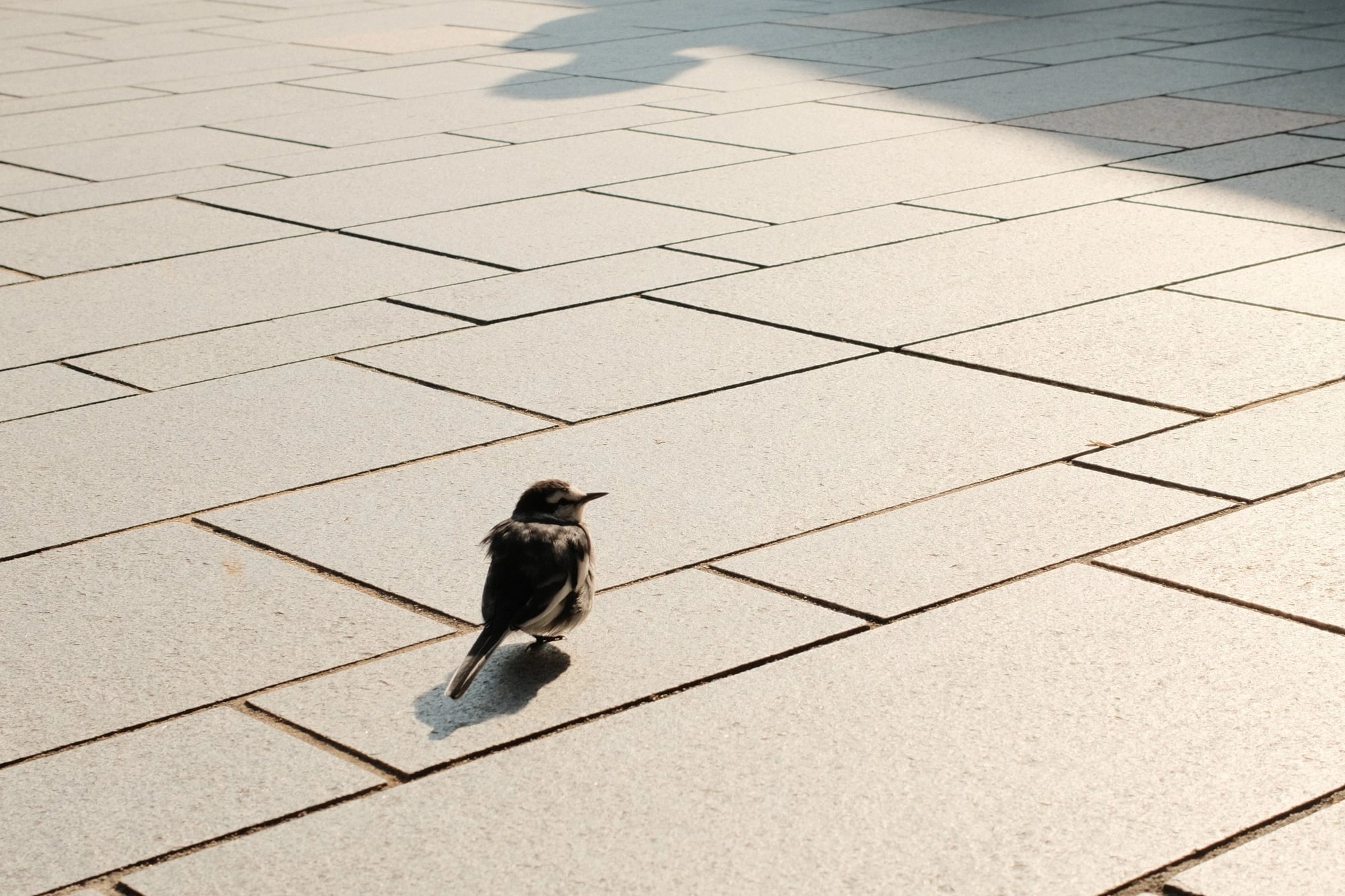 A speckled bird stands mid-stride on sunlit geometric pavement, its shadow stretching behind it.